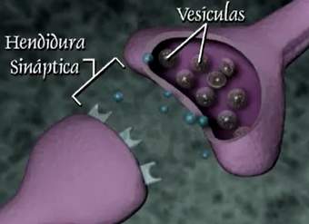 La transmisión nerviosa La transmisión nerviosa