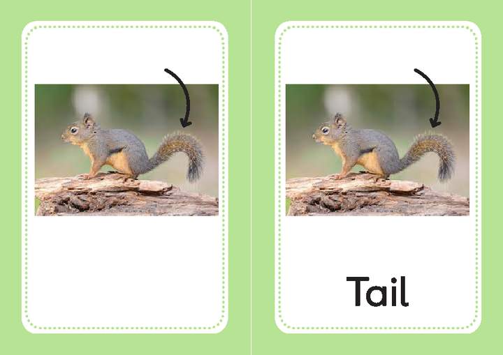 Tail Tail