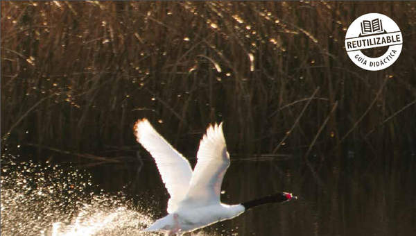 Ciencias Naturales 5° básico, Santillana, Guía didáctica del docente Tomo 2 Ciencias Naturales 5° básico, Santillana, Guía didáctica del docente Tomo 2