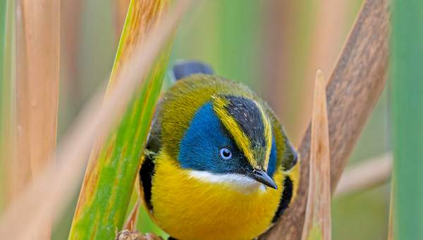 Ciencias Naturales 1° Básico, Portada Guía didáctica del docente Tomo 1 Ciencias Naturales 1° Básico, Portada Guía didáctica del docente Tomo 1