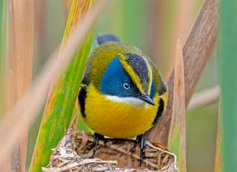 Ciencias Naturales 1° Básico, Portada Guía didáctica del docente Tomo 2 Ciencias Naturales 1° Básico, Portada Guía didáctica del docente Tomo 2