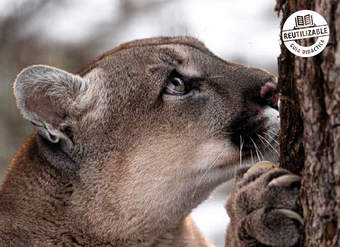 Ciencias Naturales 4° básico, Guía didáctica del docente Tomo 1 Ciencias Naturales 4° básico, Guía didáctica del docente Tomo 1