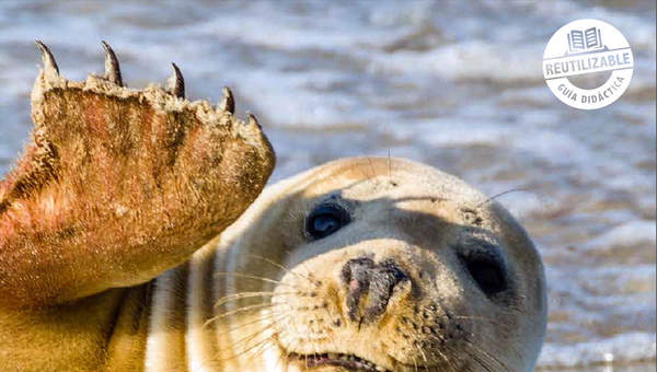 Ciencias Naturales 6º básico, Santillana, Guía didáctica del docente Tomo 1 Ciencias Naturales 6º básico, Santillana, Guía didáctica del docente Tomo 1