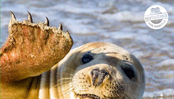 Ciencias Naturales 6º básico, Santillana, Guía didáctica del docente Tomo 2 Ciencias Naturales 6º básico, Santillana, Guía didáctica del docente Tomo 2