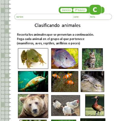 Clasificando animales Clasificando animales