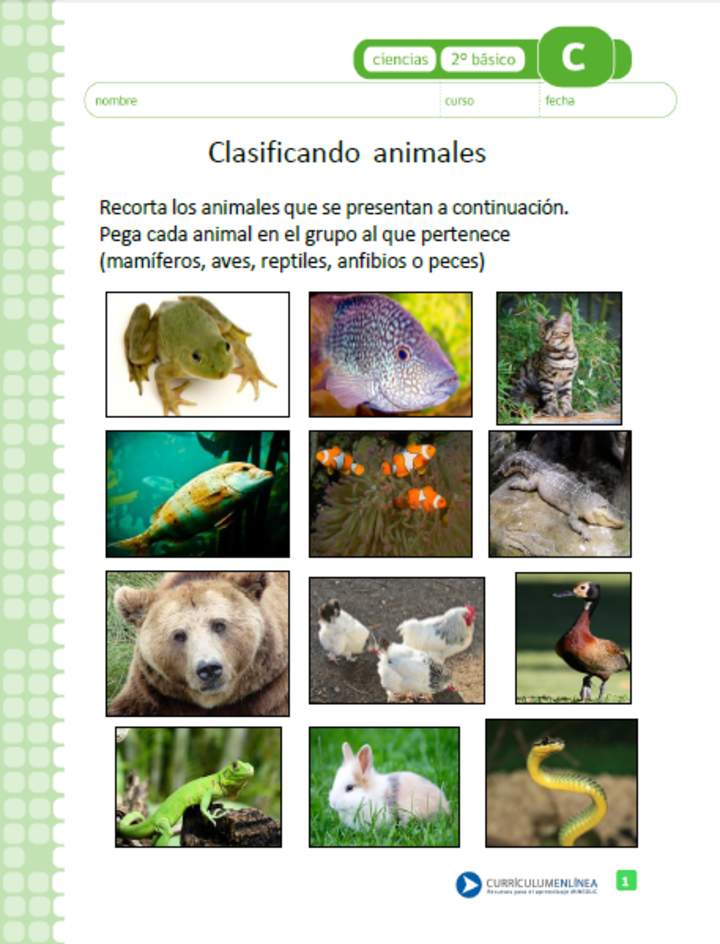 Clasificando animales Clasificando animales