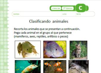 Clasificando animales Clasificando animales