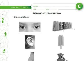 Los cinco sentidos Los cinco sentidos