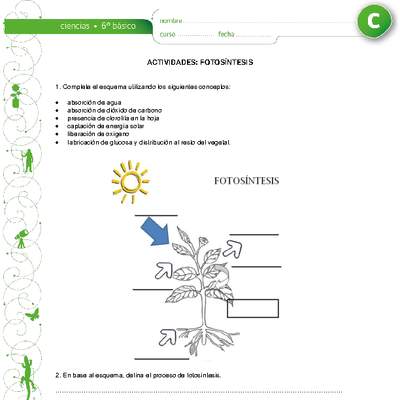 Fotosíntesis Fotosíntesis