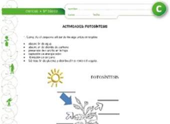 Fotosíntesis Fotosíntesis