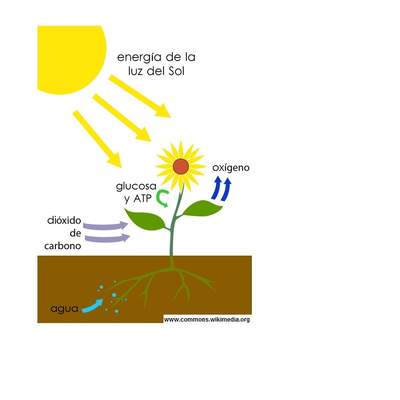 Fotosíntesis Fotosíntesis