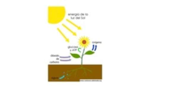 Fotosíntesis Fotosíntesis