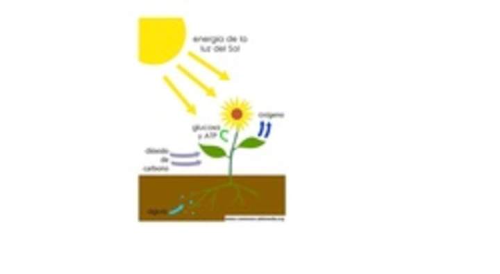 Fotosíntesis Fotosíntesis