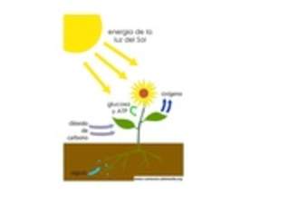 Fotosíntesis Fotosíntesis