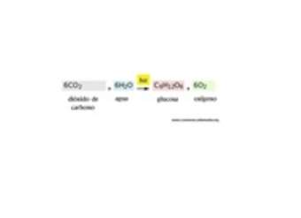 Ecuación de la fotosíntesis Ecuación de la fotosíntesis