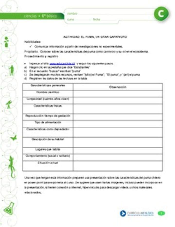 El puma, un gran carnívoro El puma, un gran carnívoro