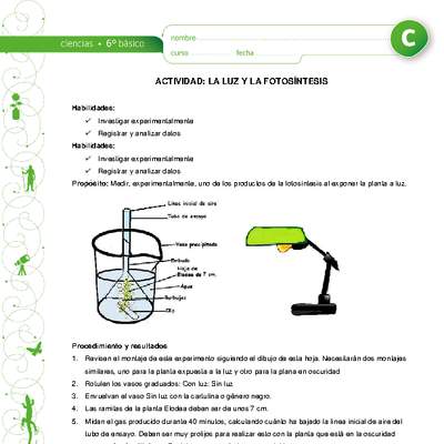La luz y la fotosíntesis La luz y la fotosíntesis
