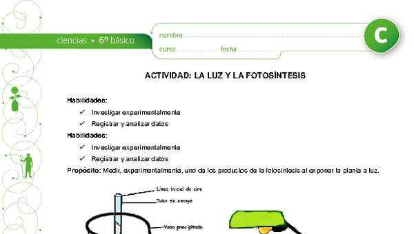 La luz y la fotosíntesis La luz y la fotosíntesis