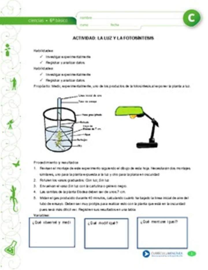 La luz y la fotosíntesis La luz y la fotosíntesis