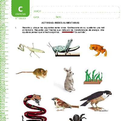 Redes alimentarias Redes alimentarias