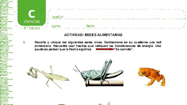 Redes alimentarias Redes alimentarias