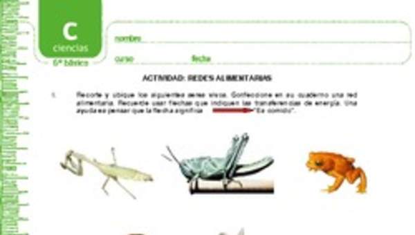 Redes alimentarias Redes alimentarias