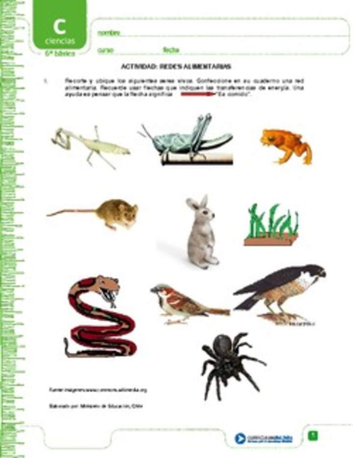 Redes alimentarias Redes alimentarias