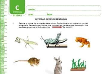 Redes alimentarias Redes alimentarias