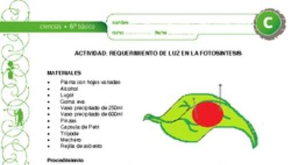 Requerimiento de luz en la fotosíntesis Requerimiento de luz en la fotosíntesis