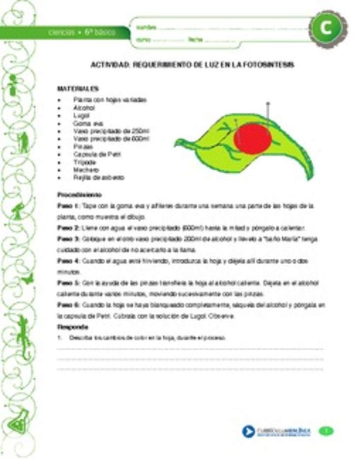 Requerimiento de luz en la fotosíntesis Requerimiento de luz en la fotosíntesis
