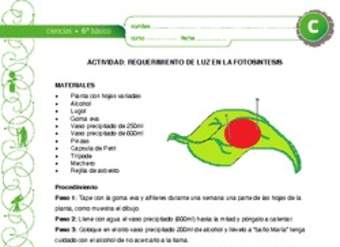 Requerimiento de luz en la fotosíntesis Requerimiento de luz en la fotosíntesis