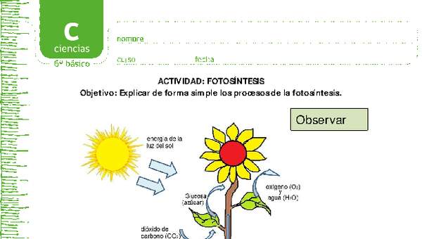 Fotosíntesis Fotosíntesis