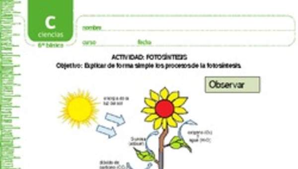 Fotosíntesis Fotosíntesis