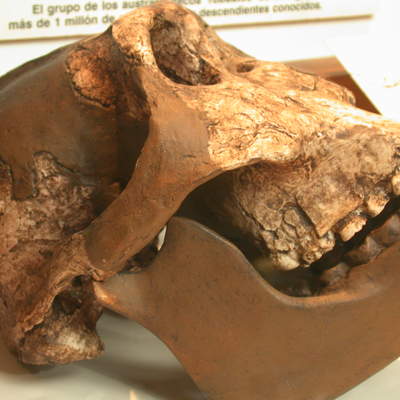 Cráneo Australopithecus Cráneo Australopithecus