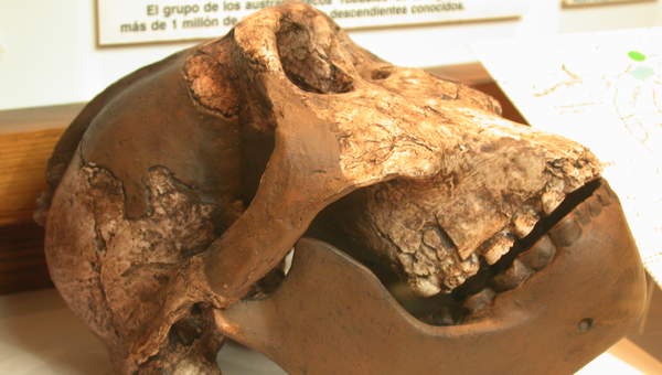 Cráneo Australopithecus Cráneo Australopithecus