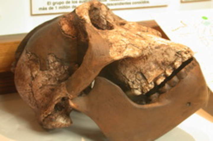 Cráneo Australopithecus Cráneo Australopithecus