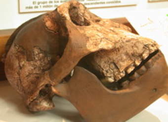 Cráneo Australopithecus Cráneo Australopithecus