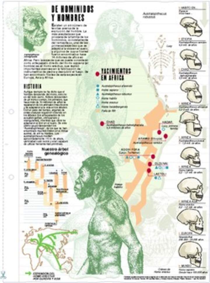 Homínidos Homínidos