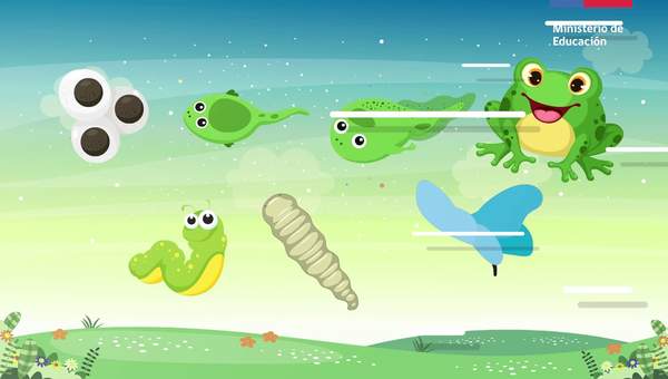 Ciclo de vida de los animales/Cs. Naturales 2° básico