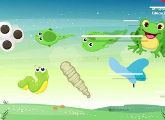 Ciclo de vida de los animales/Cs. Naturales 2° básico Ciclo de vida de los animales/Cs. Naturales 2° básico