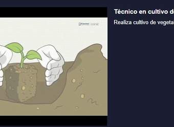 Curso: Técnico en cultivo de vegetales orgánicos Curso: Técnico en cultivo de vegetales orgánicos