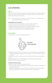 Ejemplo Evaluación Programas - OA03 - Los alvéolos Ejemplo Evaluación Programas - OA03 - Los alvéolos