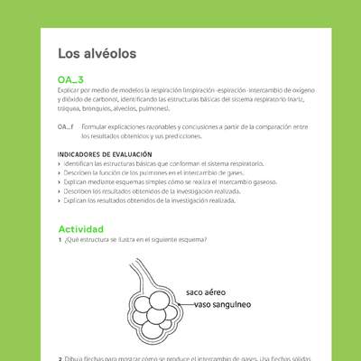 Ejemplo Evaluación Programas - OA03 - Los alvéolos Ejemplo Evaluación Programas - OA03 - Los alvéolos