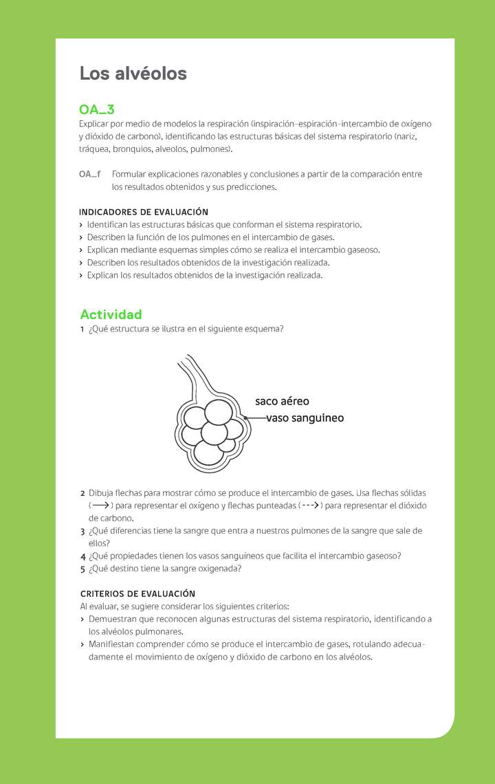 Ejemplo Evaluación Programas - OA03 - Los alvéolos Ejemplo Evaluación Programas - OA03 - Los alvéolos