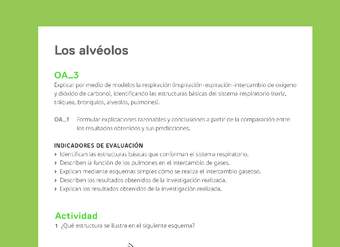 Ejemplo Evaluación Programas - OA03 - Los alvéolos Ejemplo Evaluación Programas - OA03 - Los alvéolos