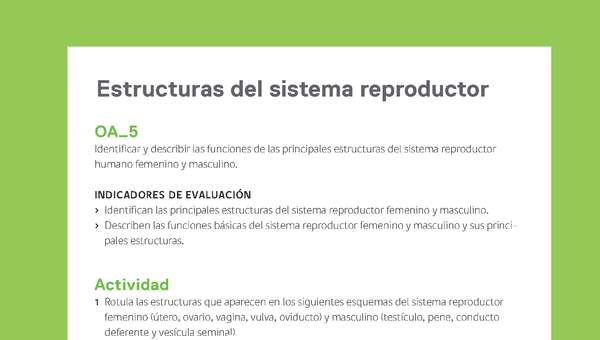 Ejemplo Evaluación Programas - OA05 - Estructuras del sistema reproductor Ejemplo Evaluación Programas - OA05 - Estructuras del sistema reproductor