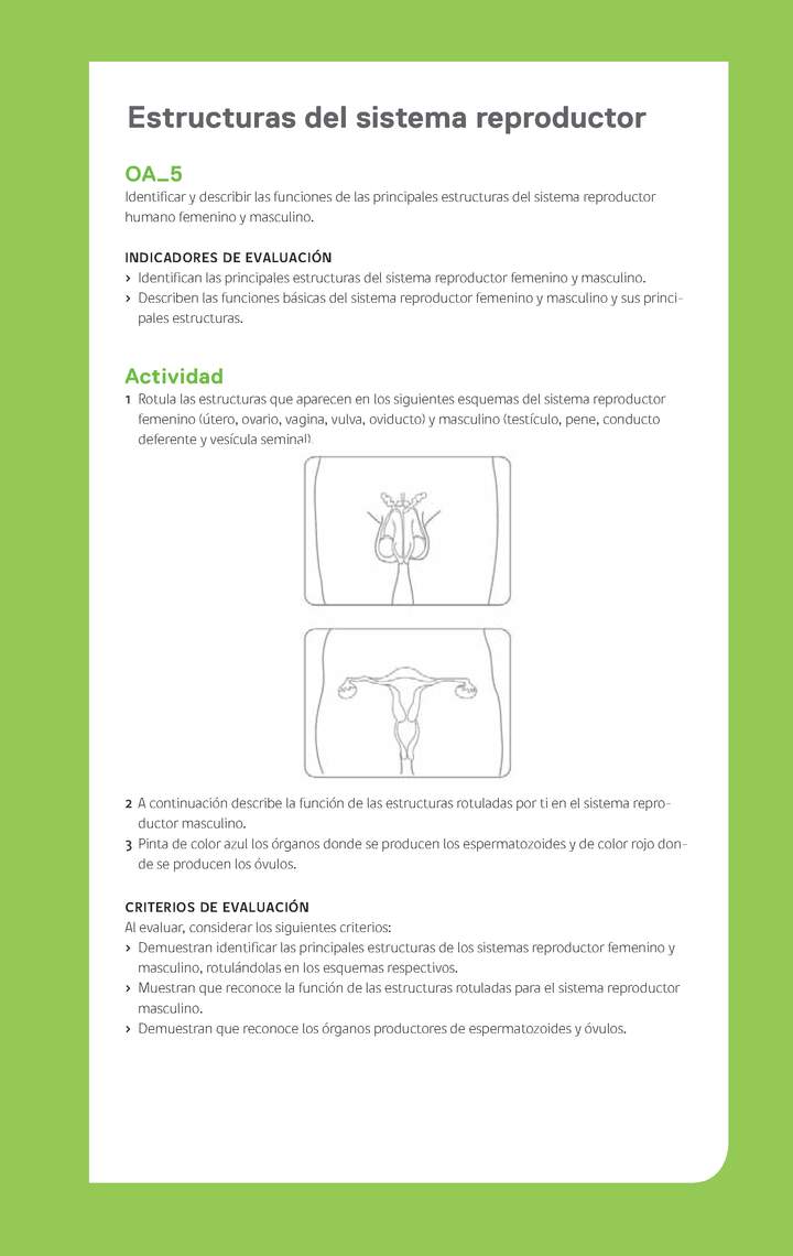 Ejemplo Evaluación Programas - OA05 - Estructuras del sistema reproductor Ejemplo Evaluación Programas - OA05 - Estructuras del sistema reproductor