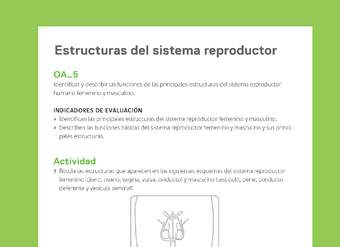 Ejemplo Evaluación Programas - OA05 - Estructuras del sistema reproductor Ejemplo Evaluación Programas - OA05 - Estructuras del sistema reproductor