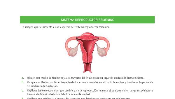 Evaluación Programas - CN07 OA02 - U4 - SISTEMA REPRODUCTOR FEMENINO Evaluación Programas - CN07 OA02 - U4 - SISTEMA REPRODUCTOR FEMENINO