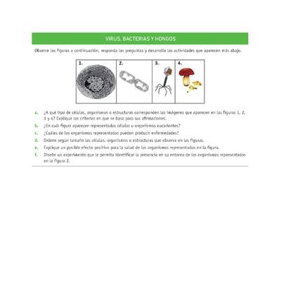 Evaluación Programas - CN07 OA05 - U3 - VIRUS, BACTERIAS Y HONGOS Evaluación Programas - CN07 OA05 - U3 - VIRUS, BACTERIAS Y HONGOS